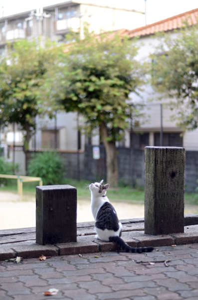 キジ白猫　子猫　なっちゃん