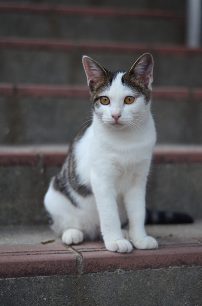 キジ白猫　子猫　なっちゃん