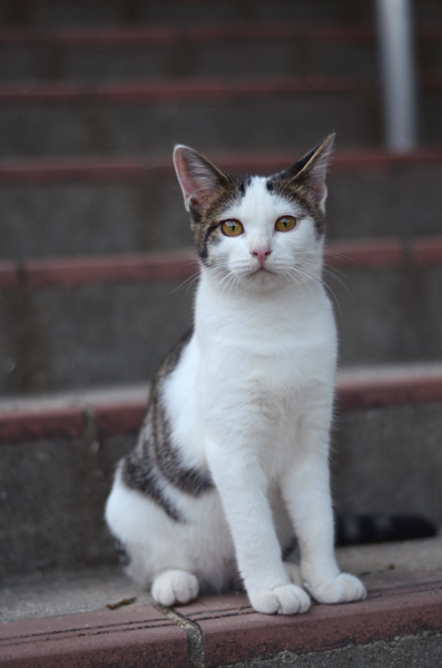 キジ白猫　子猫　なっちゃん