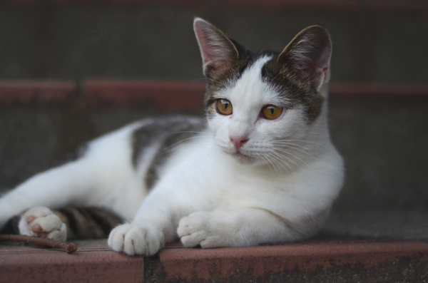 キジ白猫　子猫　なっちゃん