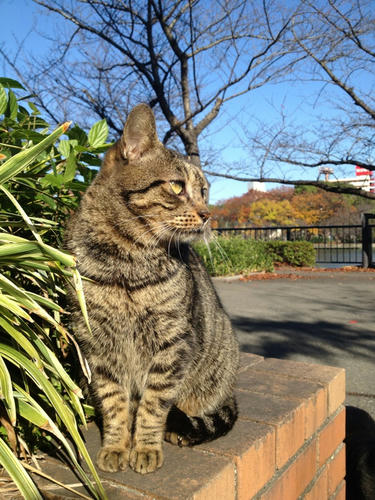 キジトラ猫