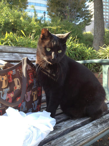 黒猫