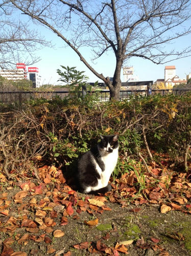 白黒猫
