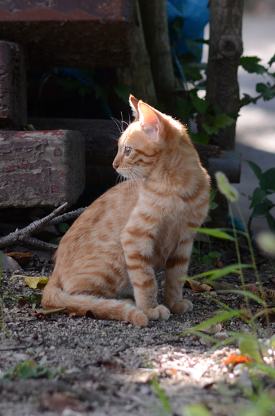 茶トラ猫　子猫