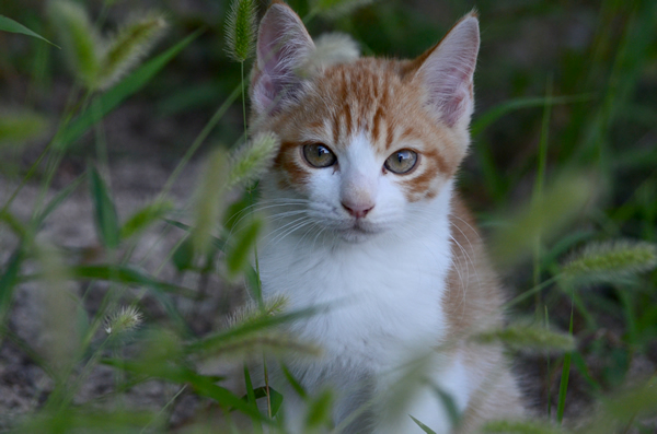 茶白猫　子猫