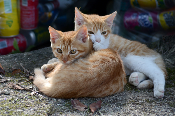 茶トラ猫　子猫　茶白猫　子猫　兄弟