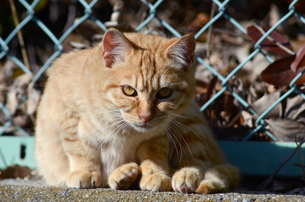 茶トラ猫　子猫