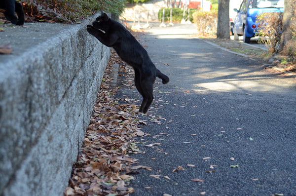 黒猫　ジャンプ