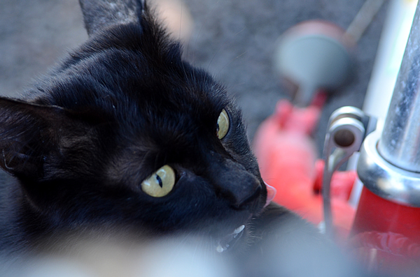 黒猫　赤い自転車