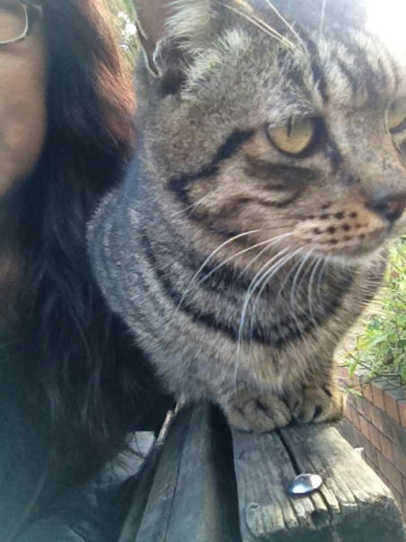 キジトラ猫