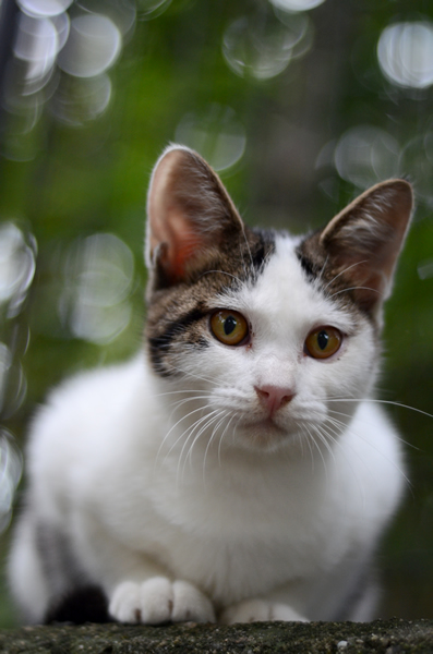 キジ白猫　子猫　なっちゃん