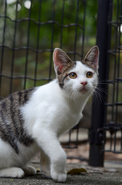 キジ白猫　子猫　なっちゃん