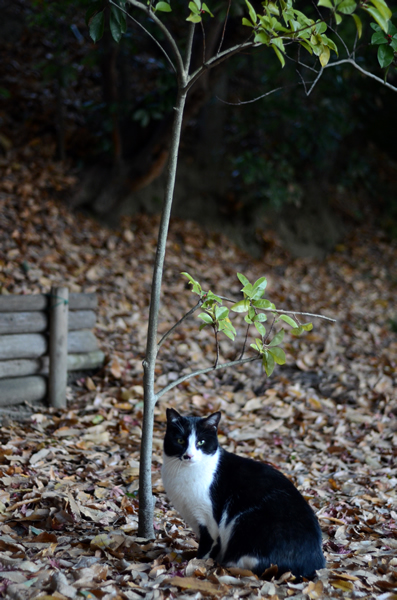 白黒猫　枯葉