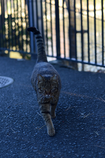 キジトラ猫　日陰