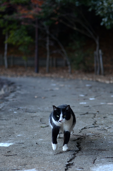 白黒猫　はちわれ猫