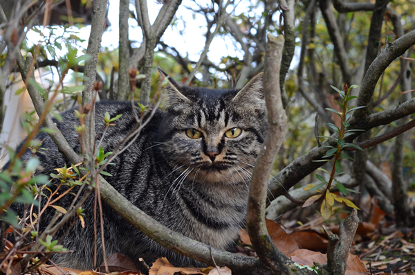 キジトラ猫　子猫