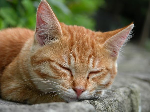 茶トラ猫　子猫　寝顔