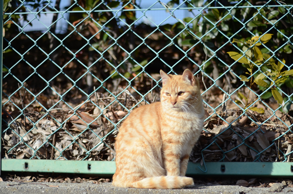 茶トラ猫　子猫