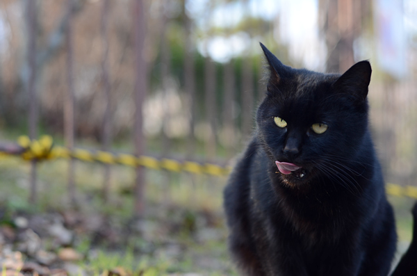 黒猫　美味しいお口