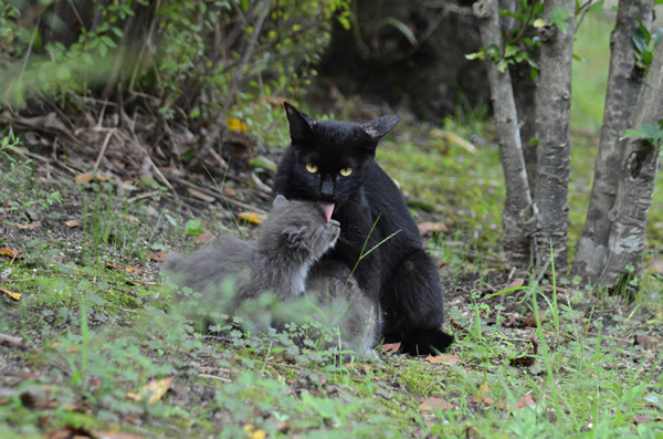 黒猫　母猫　灰色猫　子猫