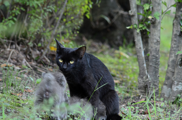 黒猫　母猫　灰色猫　子猫