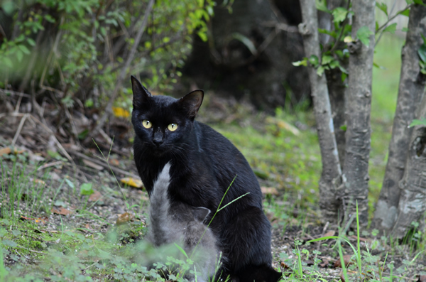 黒猫　母猫　灰色猫　子猫