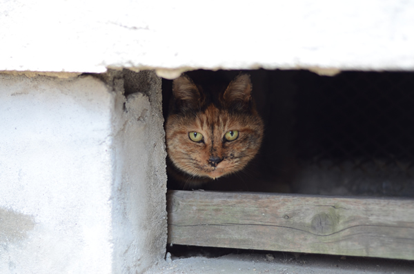 サビ猫　べっこう猫