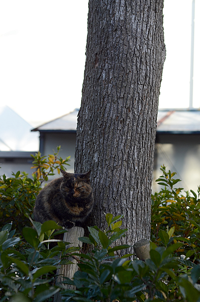 サビ猫　べっこう猫