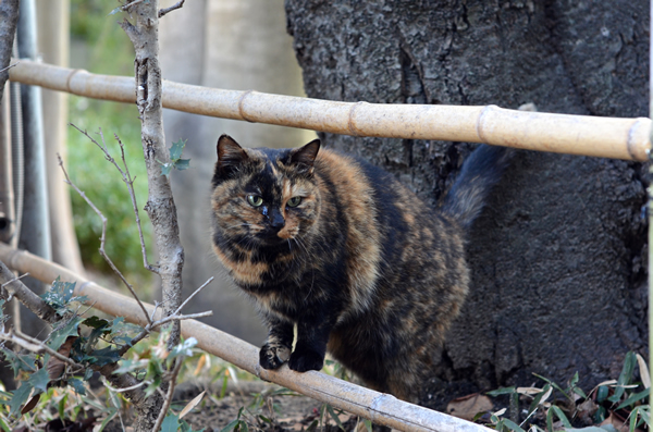 サビ猫　べっこう猫