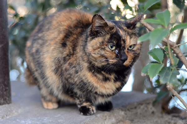 サビ猫　べっこう猫