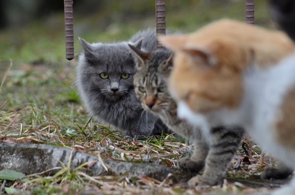 灰色猫　キジトラ猫　子猫　茶白猫