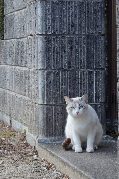 白猫　シャム系？