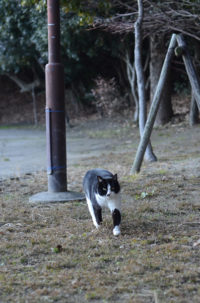 白黒はちわれ猫