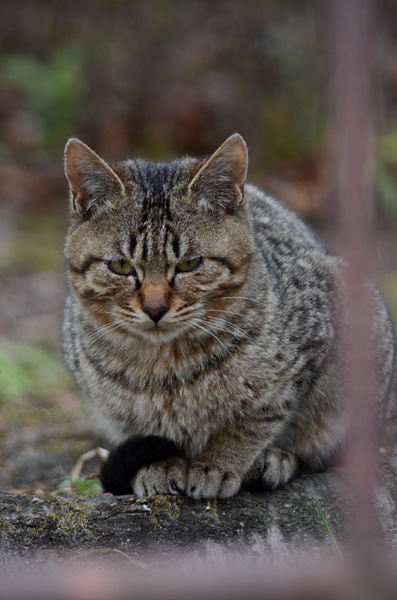 キジトラ猫　子猫