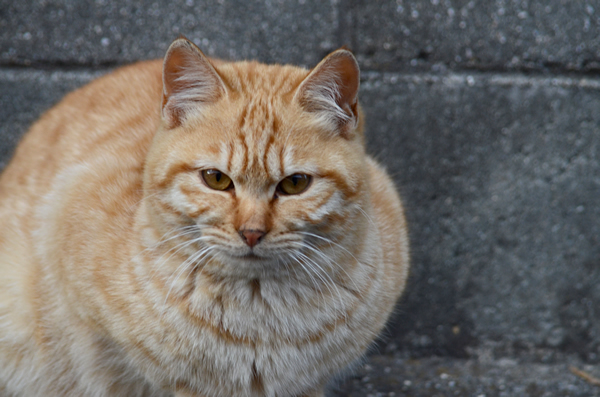 茶トラ猫　子猫