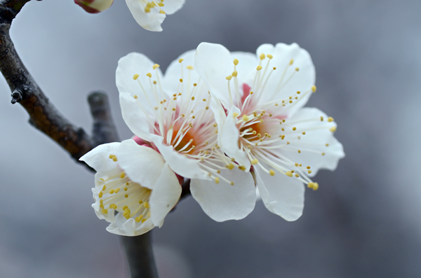 梅の花