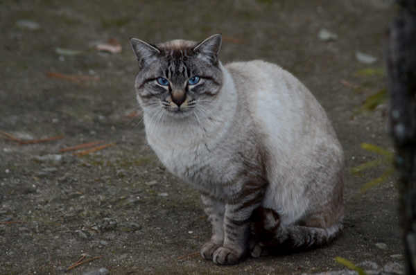 シャム系　白キジ猫