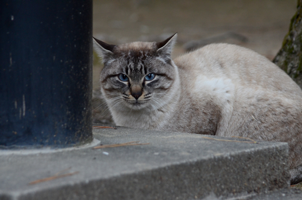 シャム系　白キジ猫