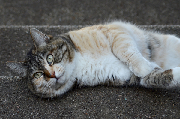 縞三毛猫　トモちゃん