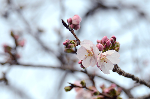 寒桜