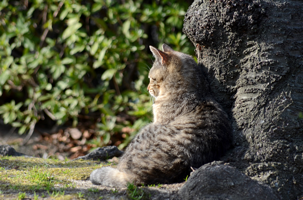 キジトラ猫　子猫