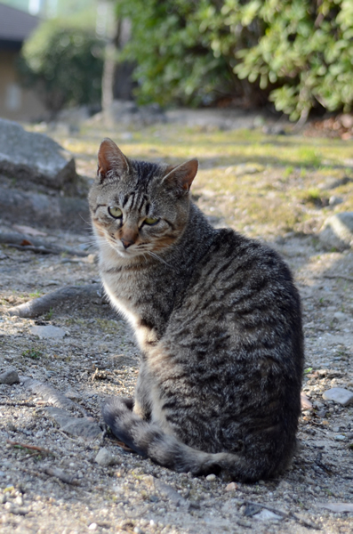 キジトラ猫　子猫