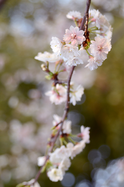 十月桜