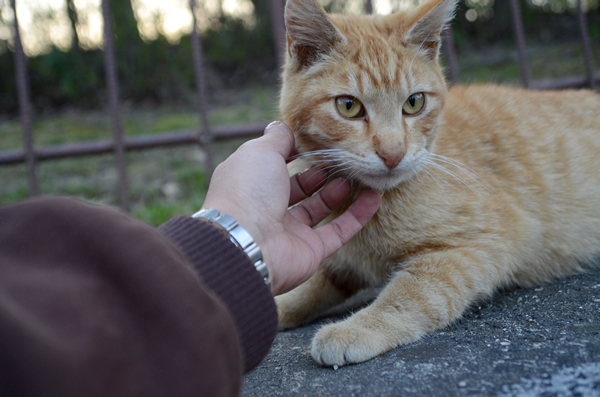 茶トラ猫