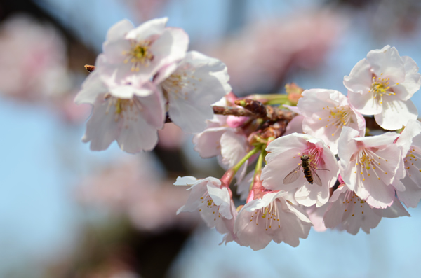 寒桜