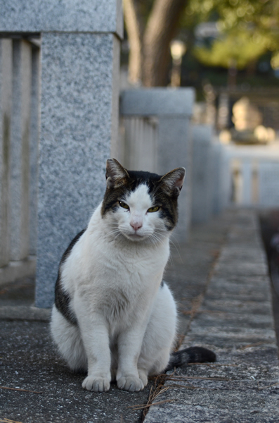 キジ白猫　マーちゃん