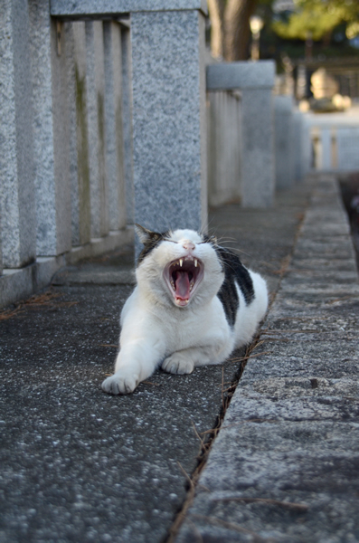 キジ白猫　マーちゃん