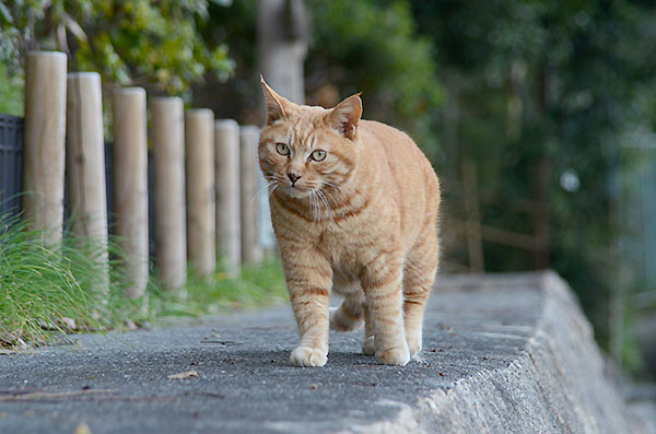 茶トラ猫　チビちゃん