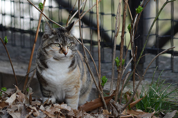 縞三毛猫　トモちゃん