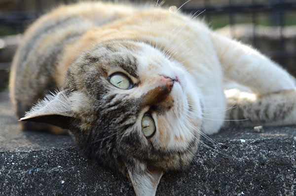 縞三毛猫　トモちゃん